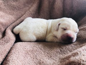 Yellow-lab-breeder-houston-5-300x225 Contact