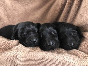 black-lab-breeder-houston--300x225 Contact