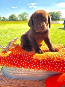 chocolate-male-lab-puppy-houston-1-blue-225x300 Chocolate Lab Puppies for sale Houston Texas