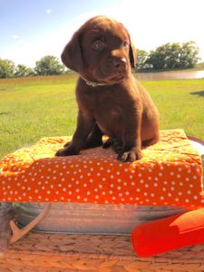 chocolate-male-lab-puppy-houston-1-green-225x300 Yellow Lab Puppies for sale Houston Texas