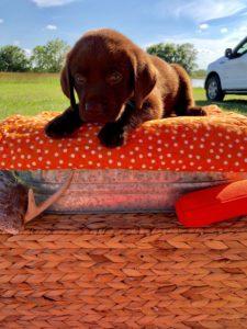 chocolate-male-lab-puppy-houston-1-orange-225x300 Chocolate Lab Puppies for sale Houston Texas