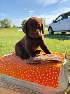 yellow-female-lab-puppy-houston-1-pink-225x300 Chocolate Lab Puppies for sale Houston Texas